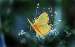 butterfly-beautiful-wallpaper_1680x1050_87009